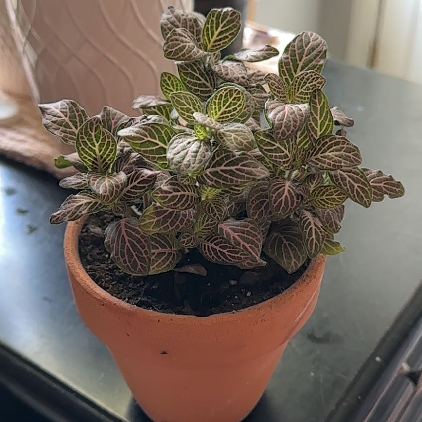 Pink Angel Nerve Plant in a terracotta pot with vibrant pink and green veined leaves.