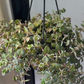 Photo of the plant species Crassula 'Citrus Twist' by @Sexilexilv named Rainier on Greg, the plant care app