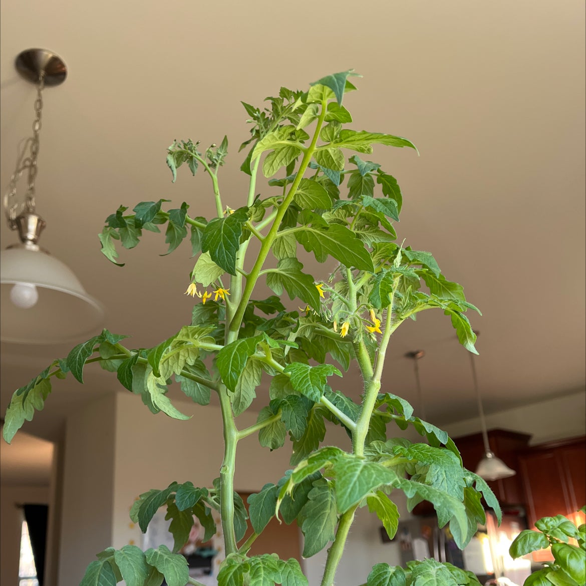 🍅 Why Are My Tomato Plant Leaves Mushy?