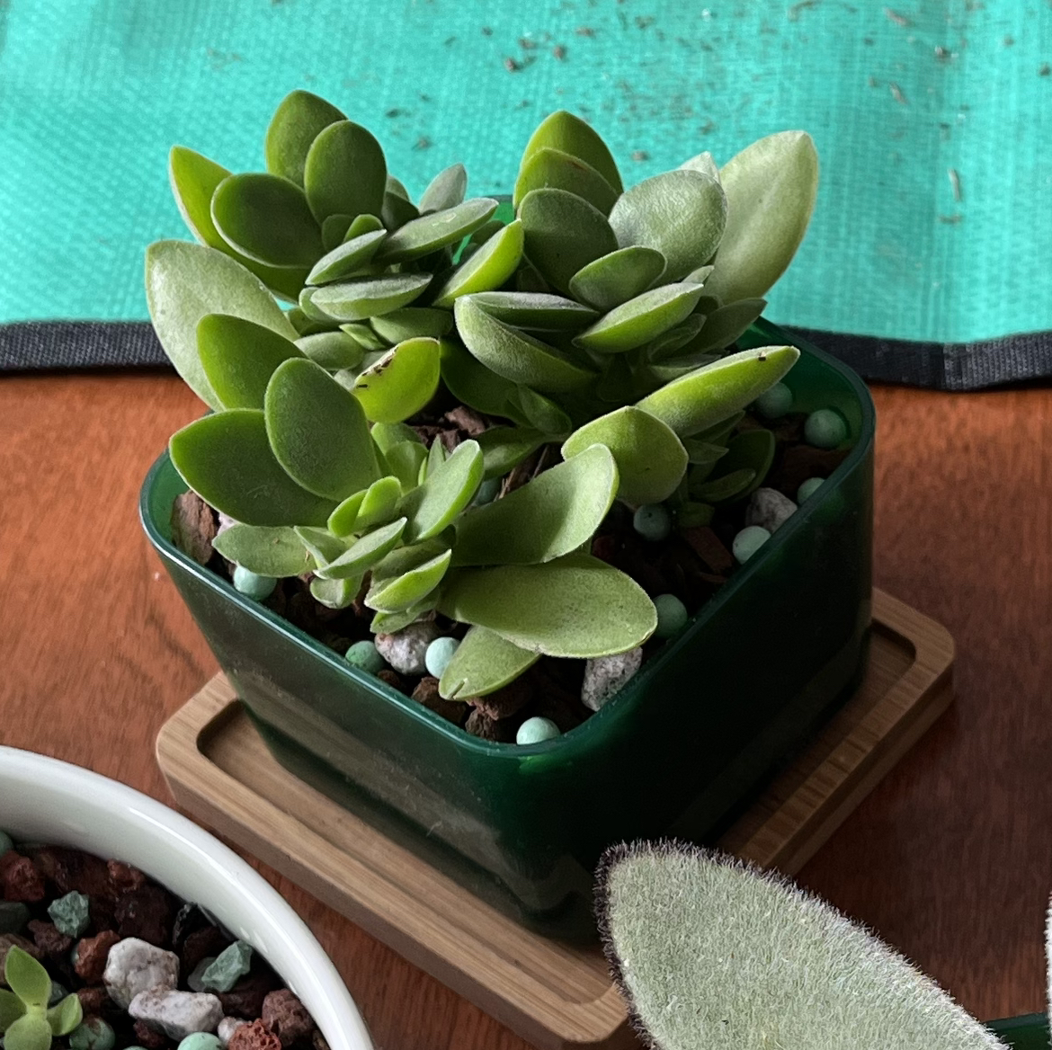 Photo of the plant species Crassula platyphylla 'minima' by @Mtate named Plato on Greg, the plant care app