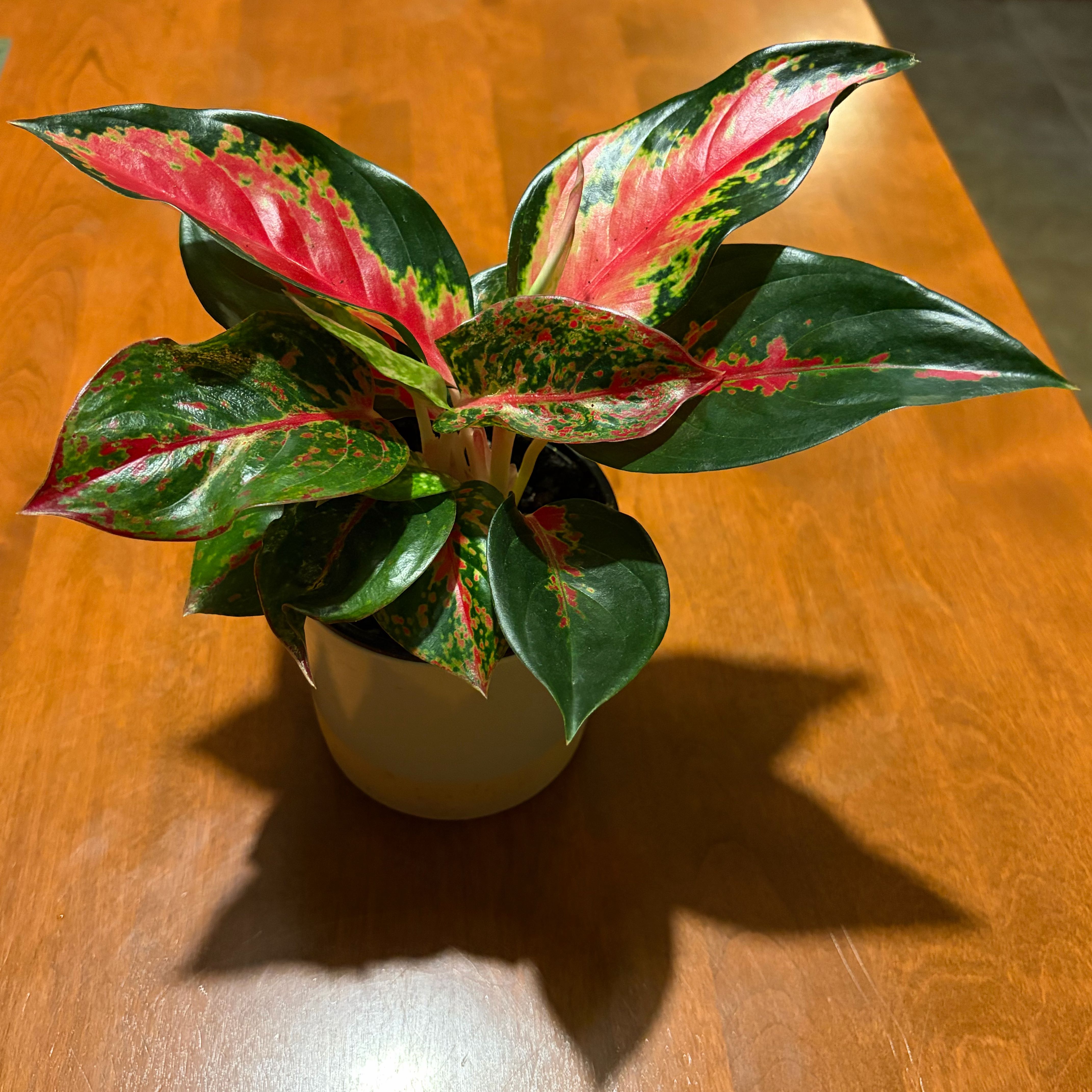 Photo of the plant species Aglaonema 'Ruby' by @Mtate named Scarlett on Greg, the plant care app
