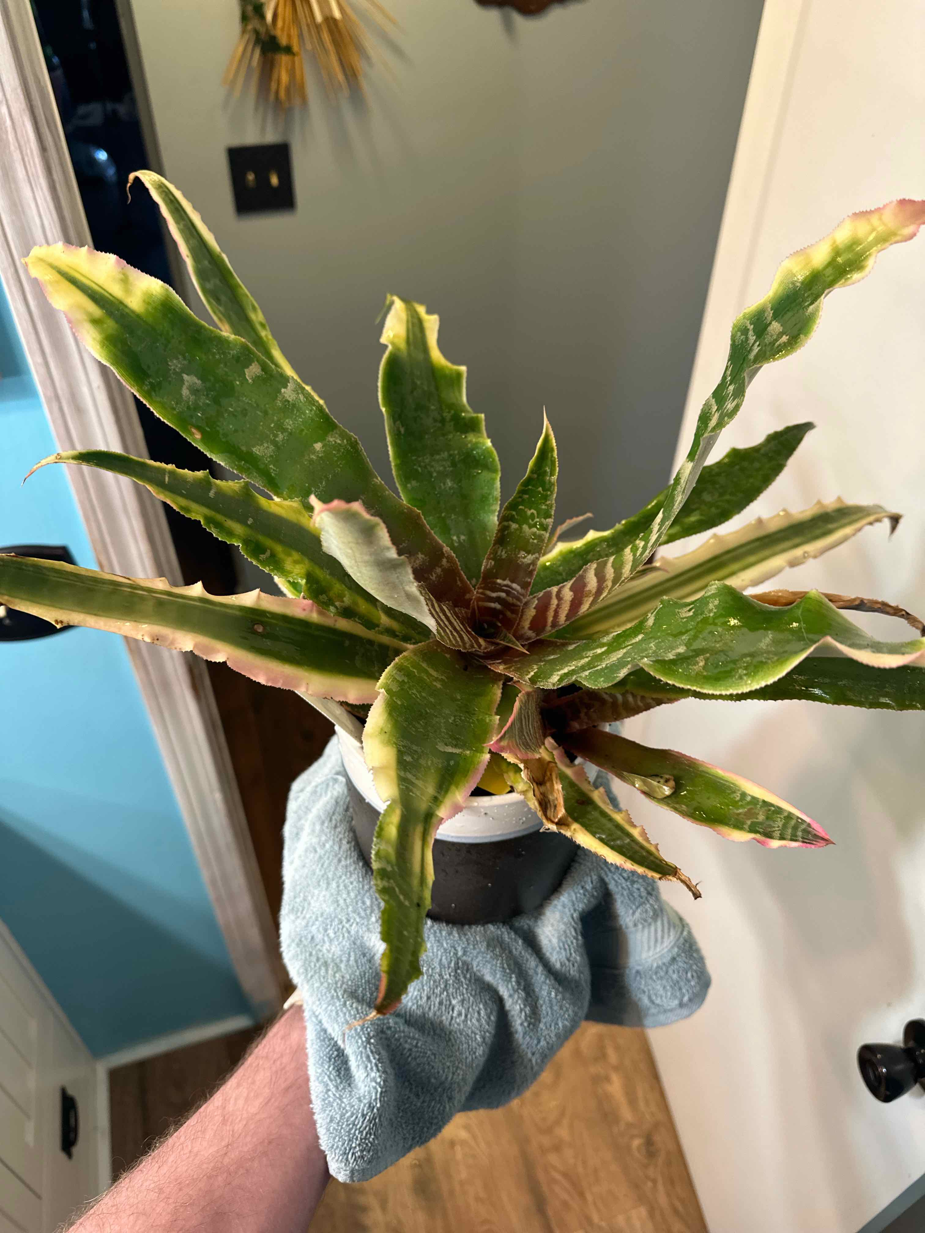 A potted Earth Stars plant with some browning leaves, held by a hand indoors.