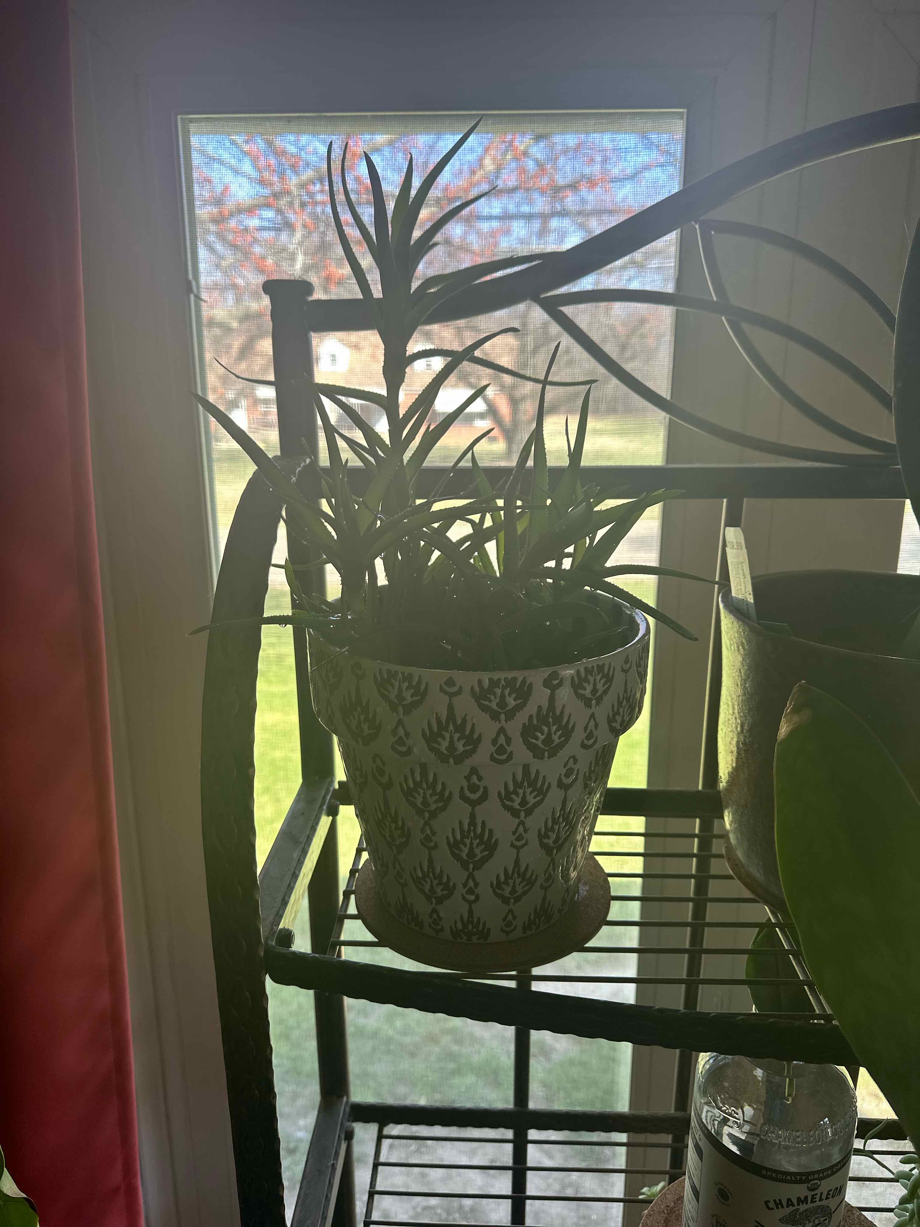 Potted Climbing Aloe plant on a shelf near a window, with slender leaves.