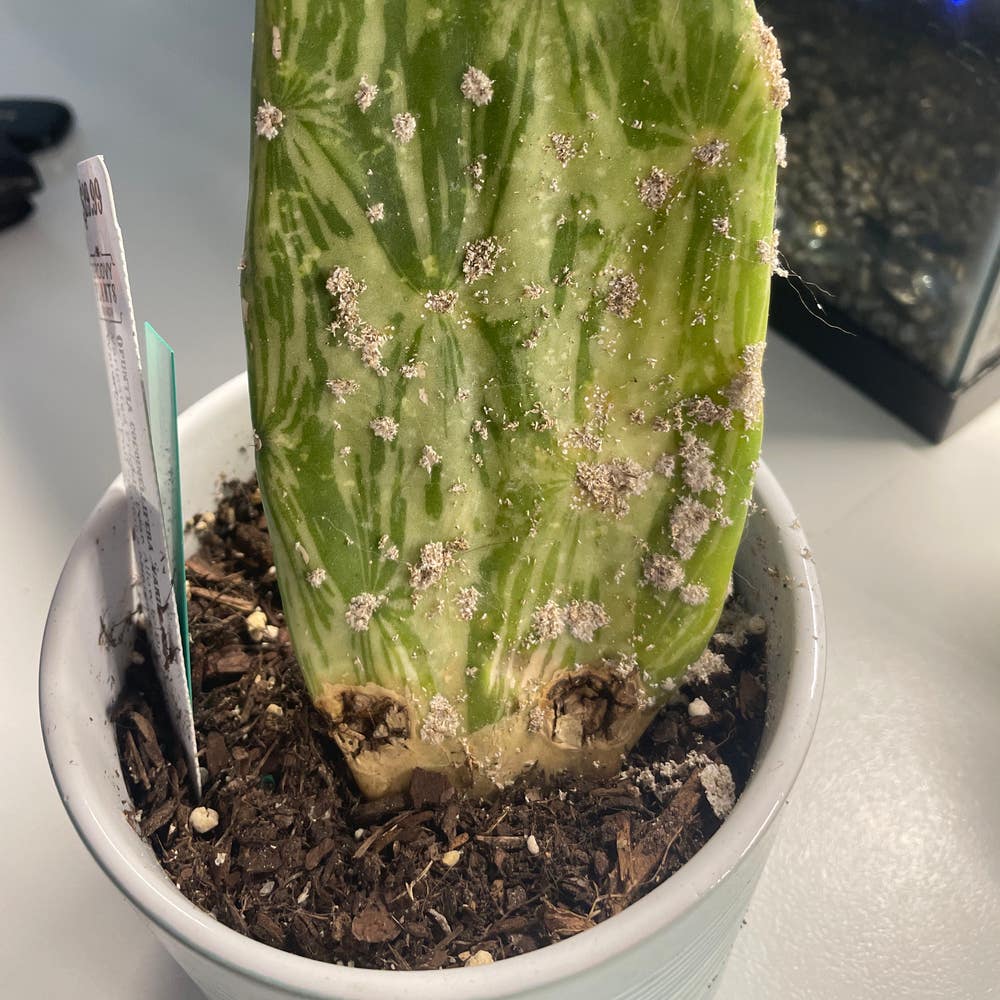 What is that white stuff on my cactus?