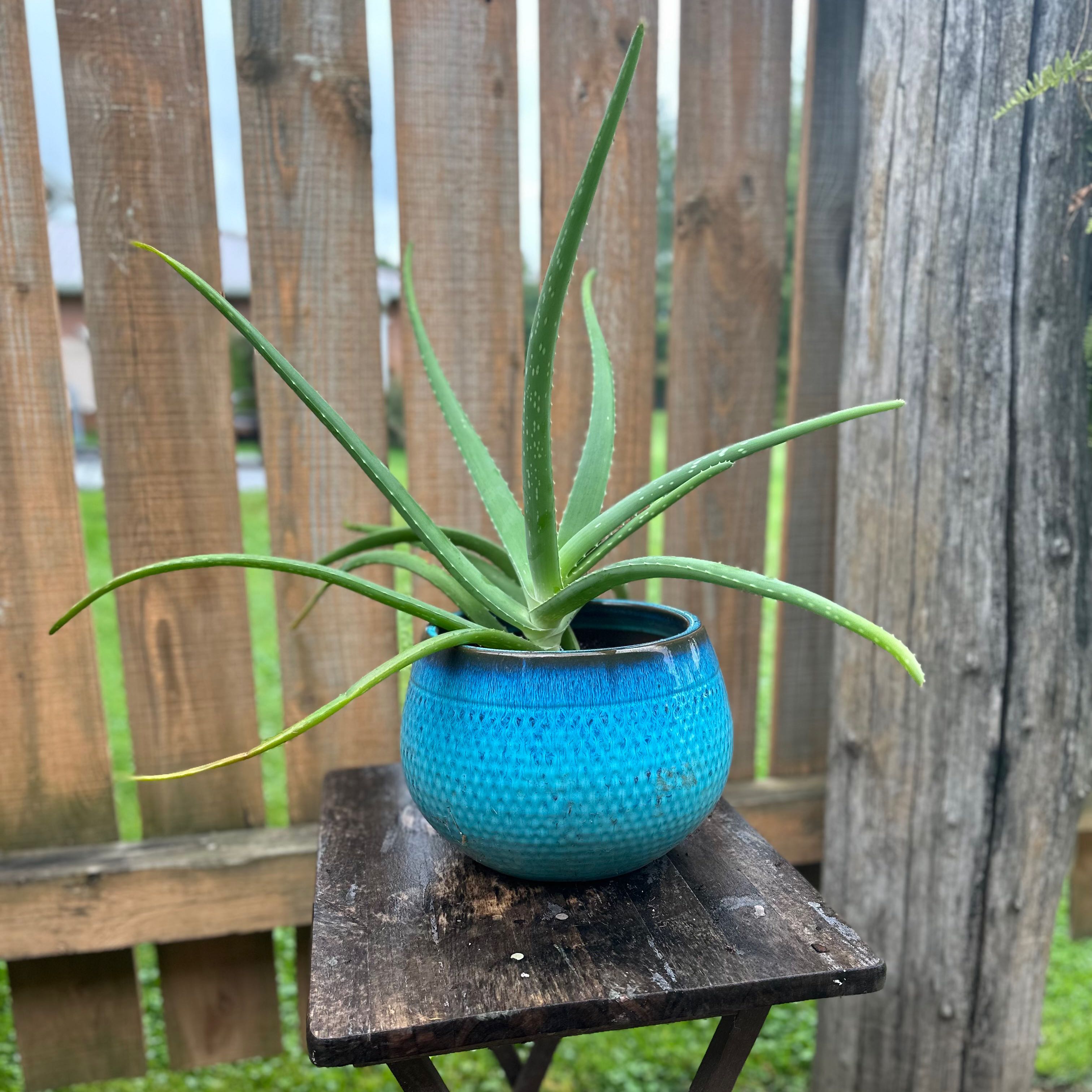Candelabra Aloe plant in a blue pot on a wooden table with a wooden fence in the background.