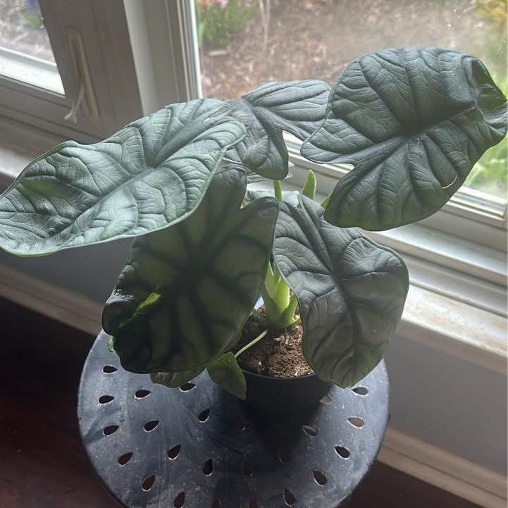 Photo of the plant species Alocasia Silver Dragon Mint by @Ebader named Cleopatra on Greg, the plant care app