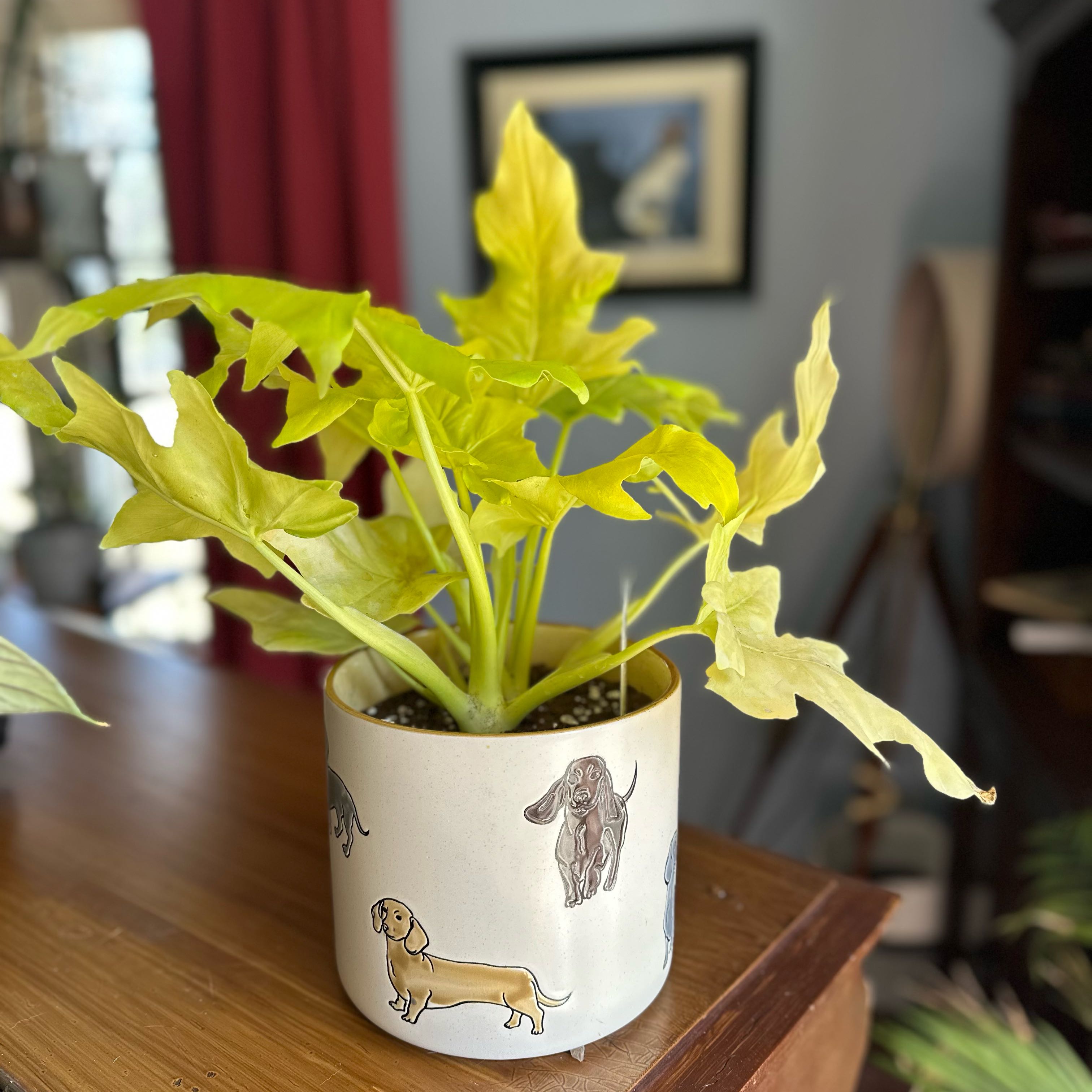 Photo of the plant species Philodendron 'Aurea Flavum' by @Ebader named Waldo on Greg, the plant care app