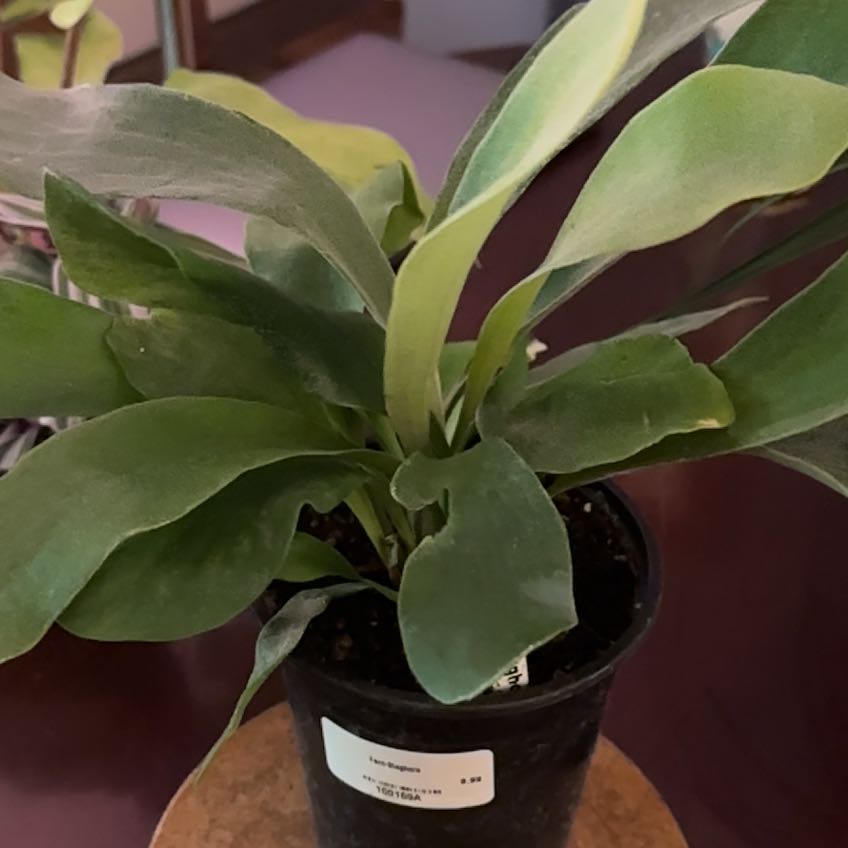 Photo of the plant species Silver Staghorn Fern Plant by @Ebader named Muhammad Ali on Greg, the plant care app