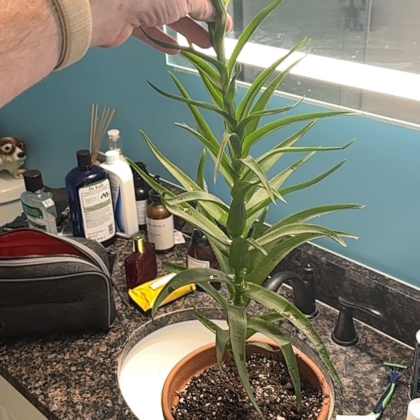 Climbing Aloe plant in a pot on a bathroom counter with a hand holding the top.