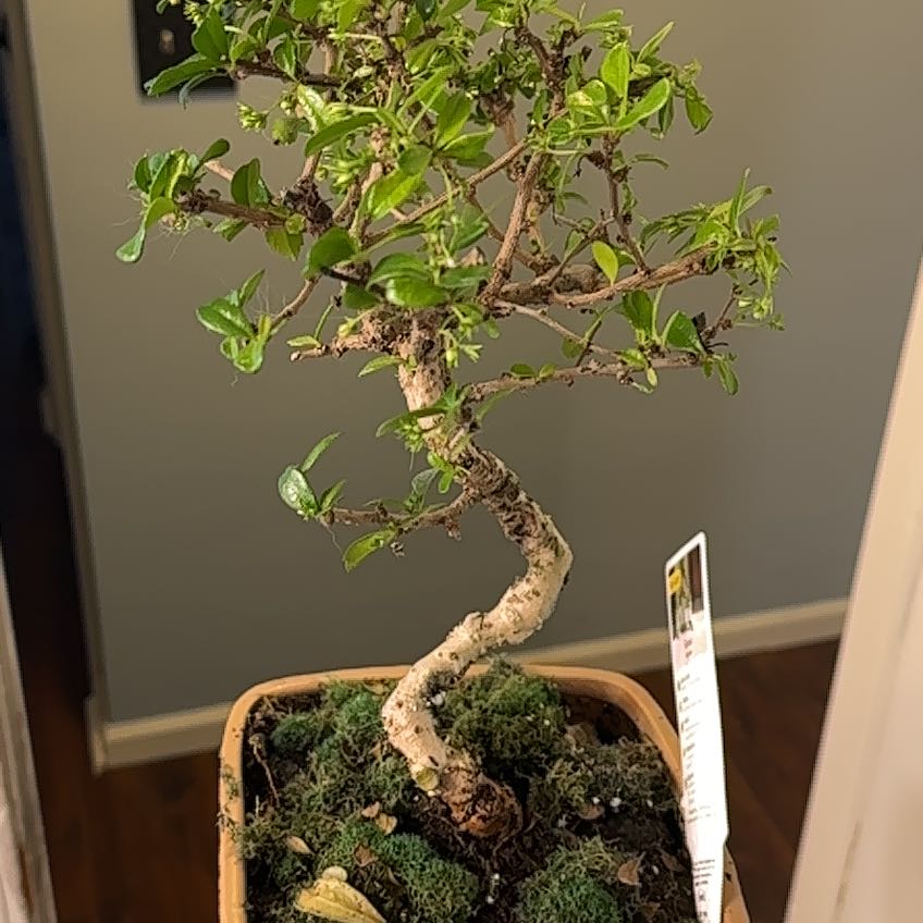 A healthy Chinese Elm bonsai tree in a brown pot with moss, featuring a curving trunk and small green leaves.