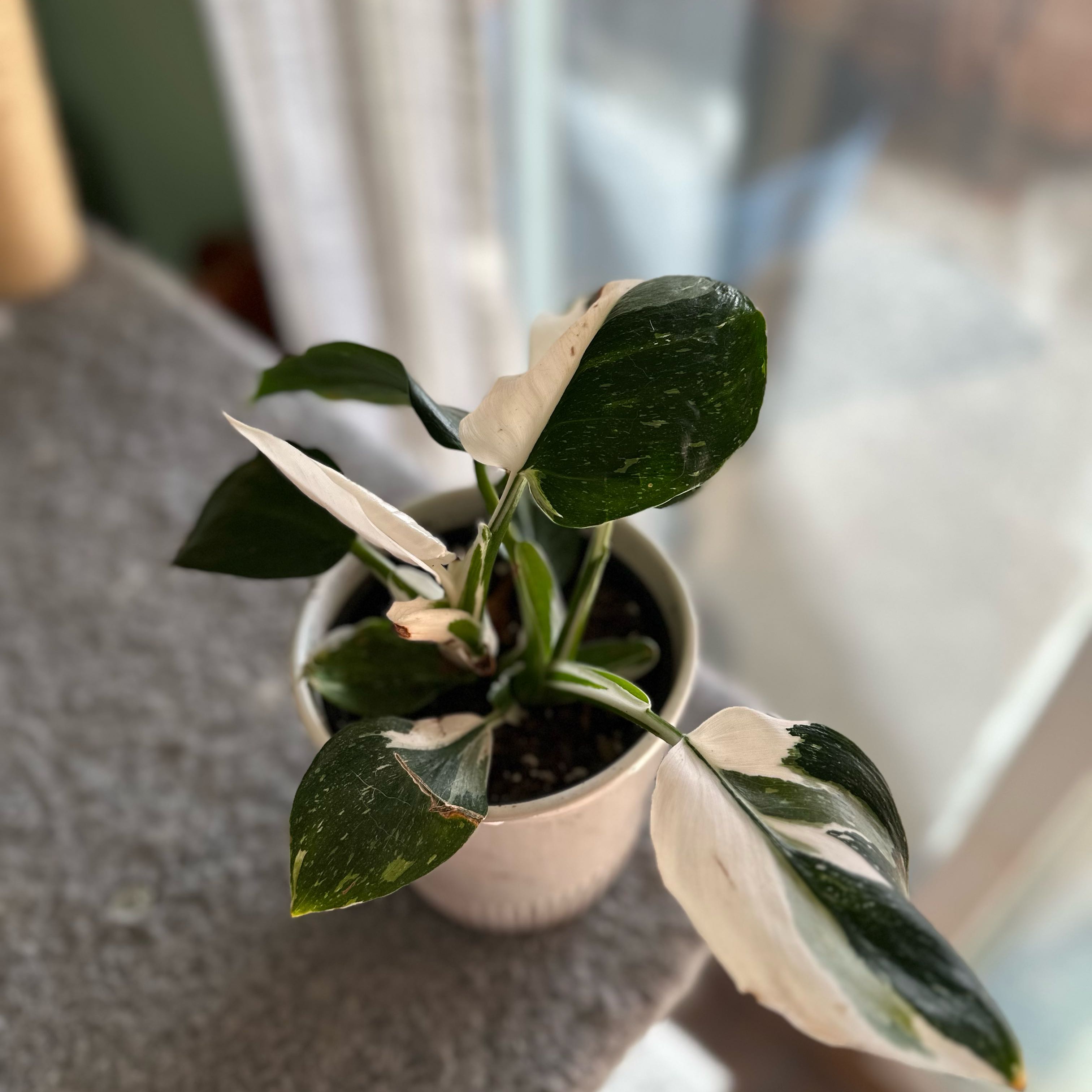 Philodendron 'White Wizard' plant in a pot with variegated leaves.