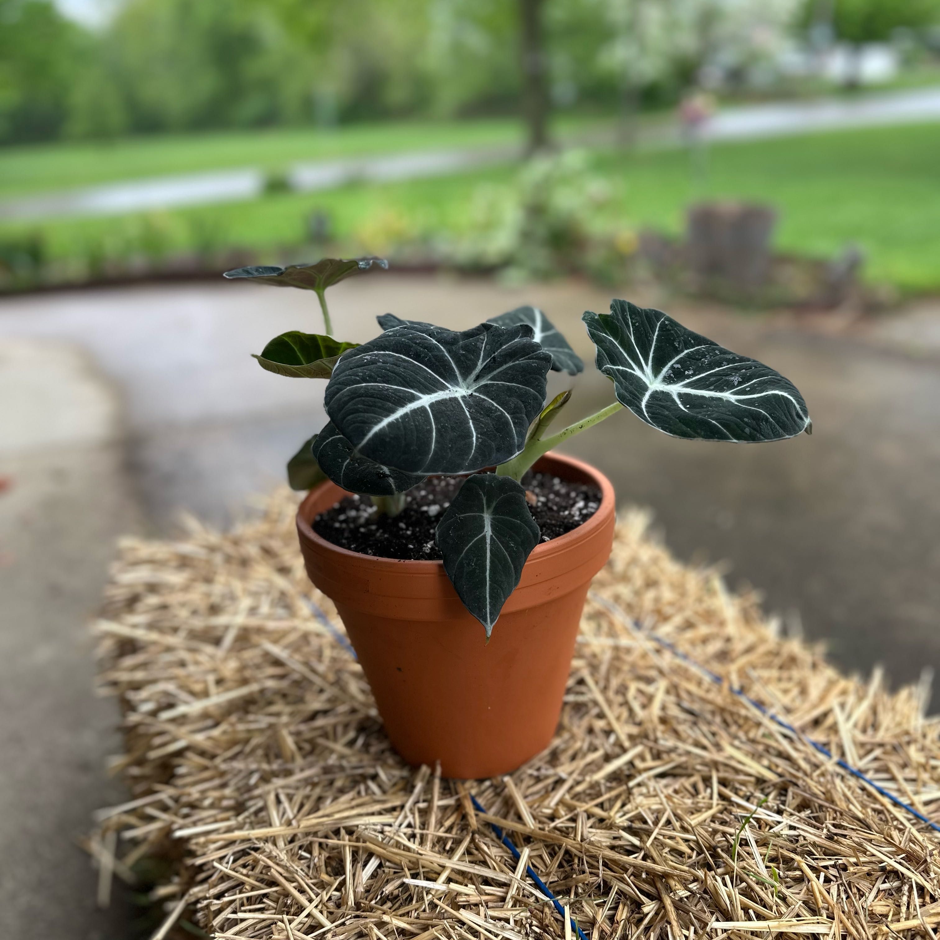 Black Velvet Alocasia plant in a terracotta pot on a straw bale, with dark green leaves and white veins.