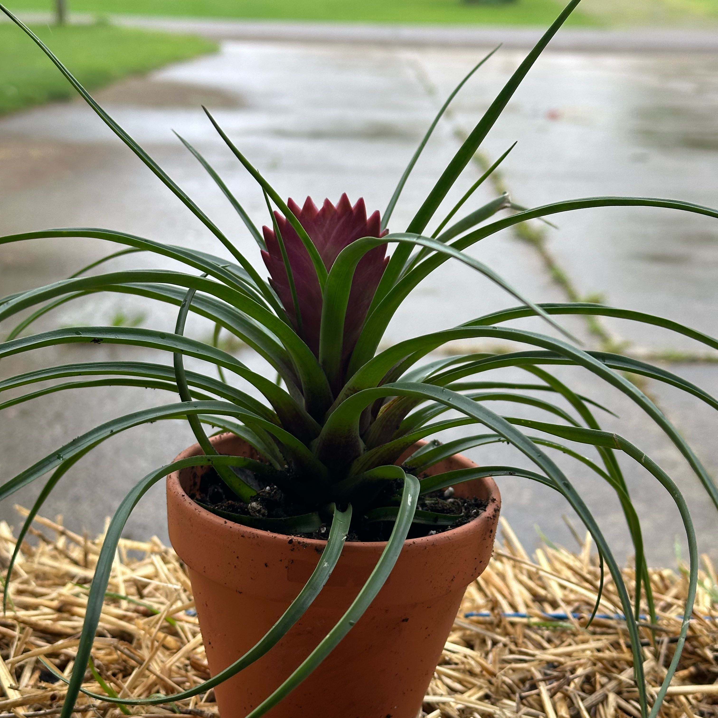 Pink Quill Plant (Tillandsia cyanea) in a terracotta pot with vibrant green leaves and a pink bract.