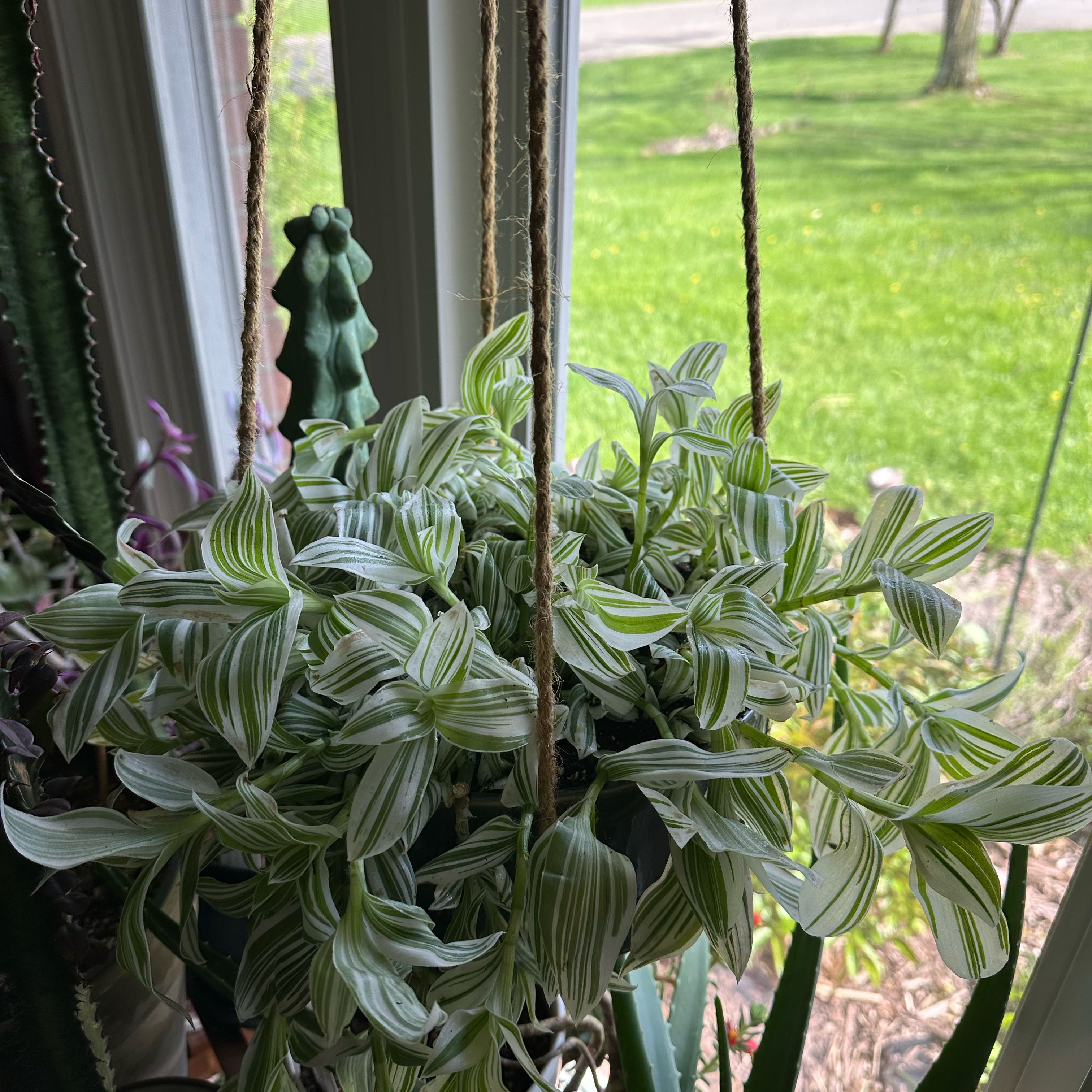 Healthy small-leaf spiderwort plant with striped green and white leaves in a hanging basket, outdoors with grass in the background.