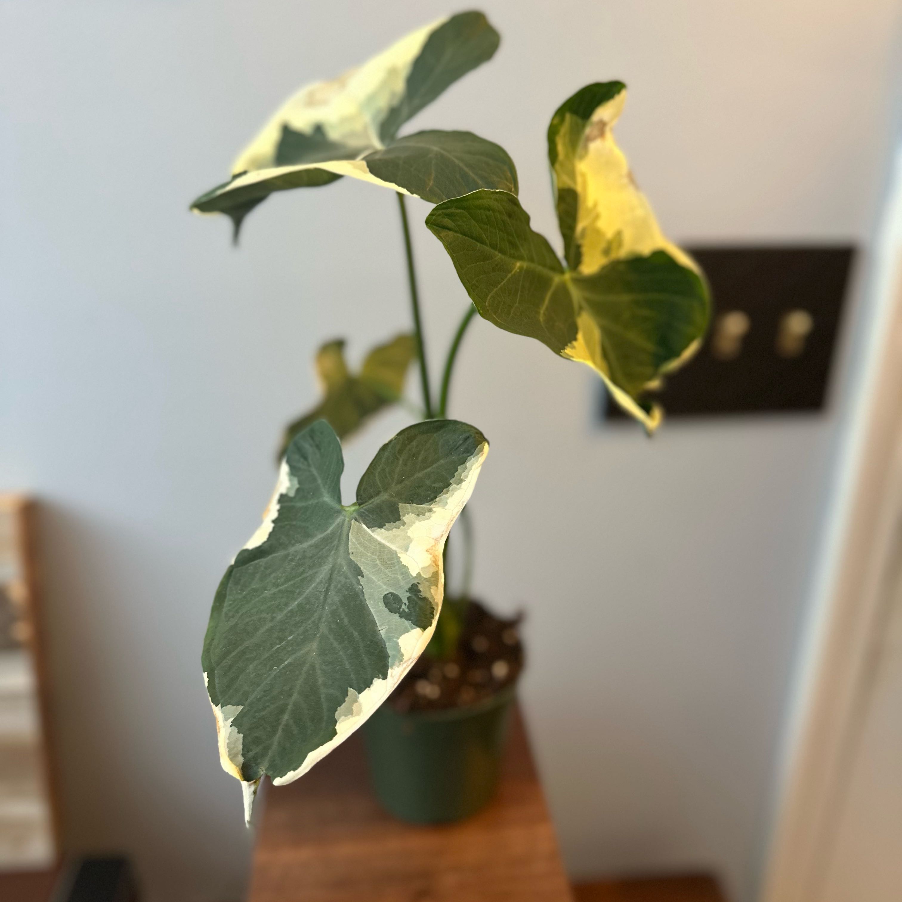 Photo of the plant species Mickey Mouse Alocasia by @Ebader named PHIPPS on Greg, the plant care app