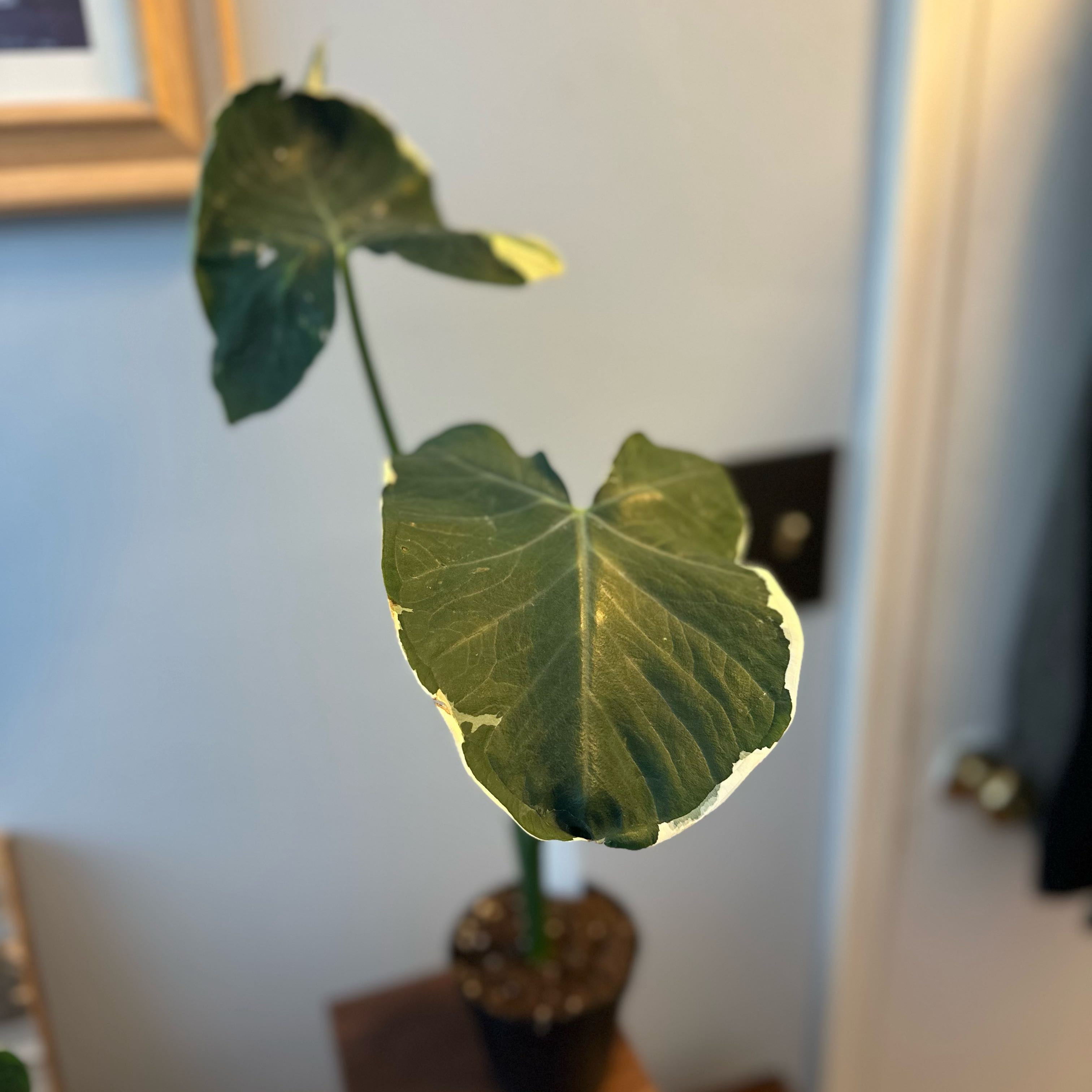 Photo of the plant species Mickey Mouse Alocasia by @Ebader named Mickey on Greg, the plant care app