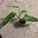 Calculate water needs of Burgundy Philodendron