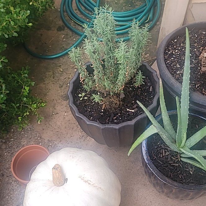 Photo of the plant species Lavender 'Phenomenal' by @PluckyLagunaria named Laverne on Greg, the plant care app