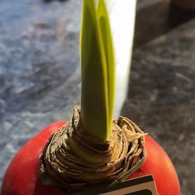 Photo of the plant species Waxed Ameryllis by Donna named Foxxy on Greg, the plant care app