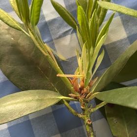 Photo of the plant species Coast Rhododendron by Donna named Michelle Branch on Greg, the plant care app