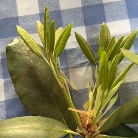Photo of the plant species Coast Rhododendron by Donna named Leaf Erickson on Greg, the plant care app