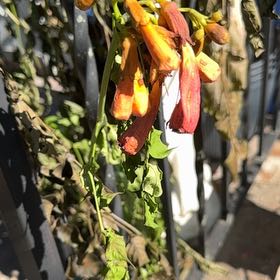 Photo of the plant species Cape Honeysuckle by Donna named Girlfrond on Greg, the plant care app