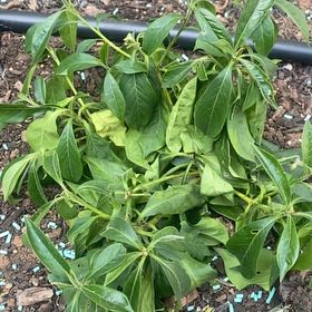 Photo of the plant species Hymenosporum by @MentorJudastree named Austen on Greg, the plant care app