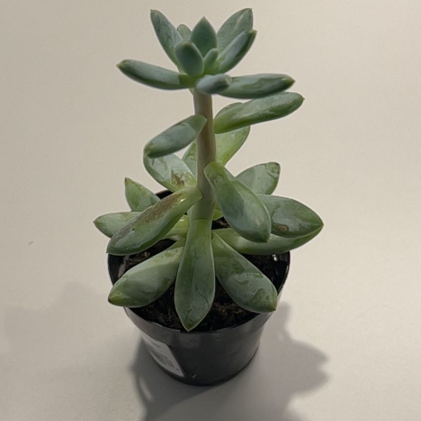 Pachyphytum 'Starburst' succulent in a small black pot with green leaves.