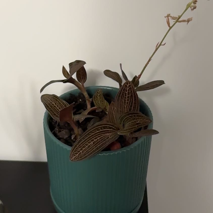 Photo of the plant species Anoectochilus roxburghii 'Spiderman' by @GumptiousChaya named Aristotle on Greg, the plant care app