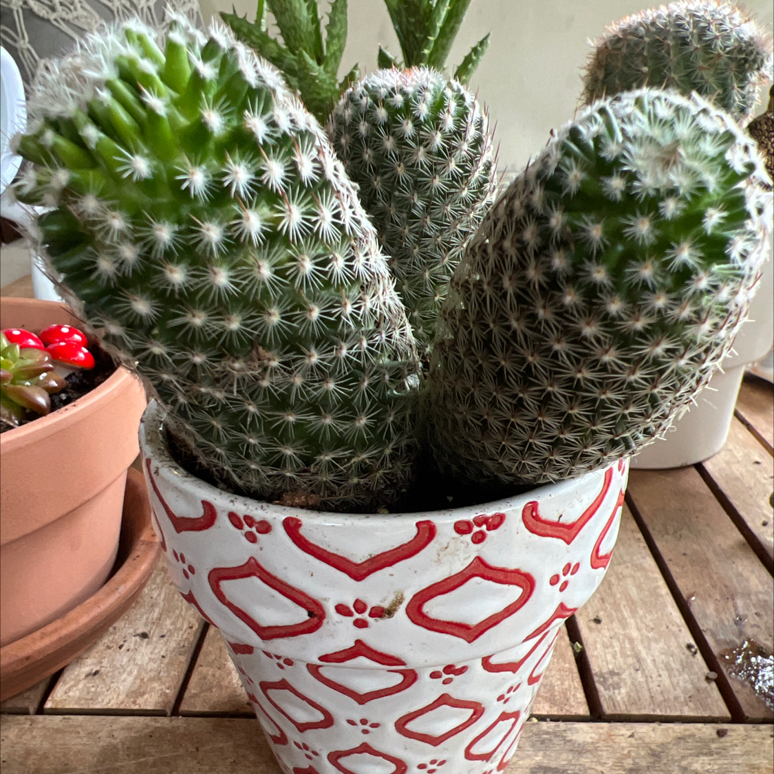 Potted Coryphantha erecta cactus with multiple stems in a decorative pot on a wooden surface.