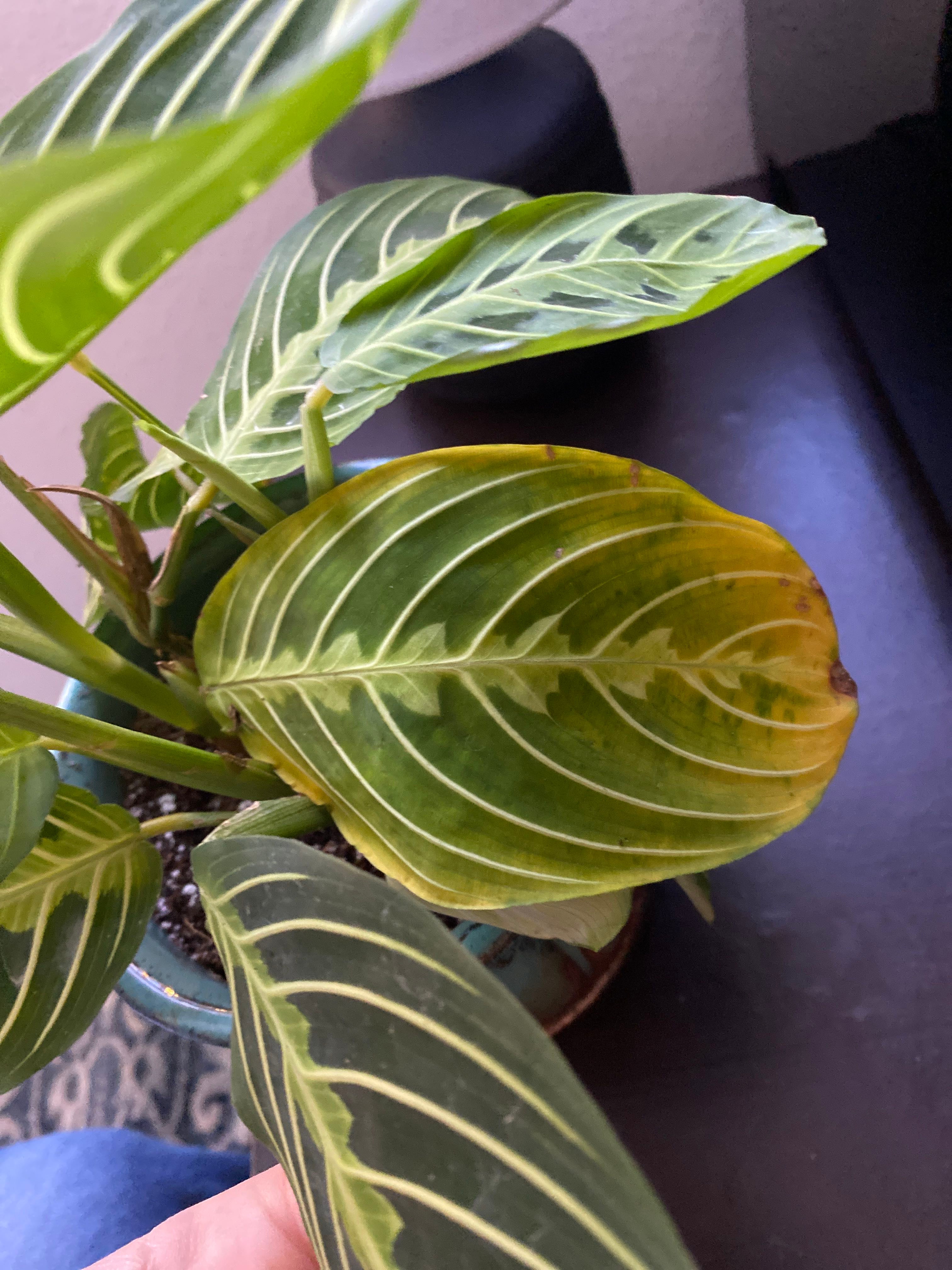 🙏 Why Are My Prayer Plant 'Kim' Leaves Droopy?