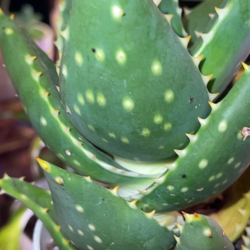 Photo of the plant species Jeweled Aloe by @HeroineHornwort named Doja Cat on Greg, the plant care app