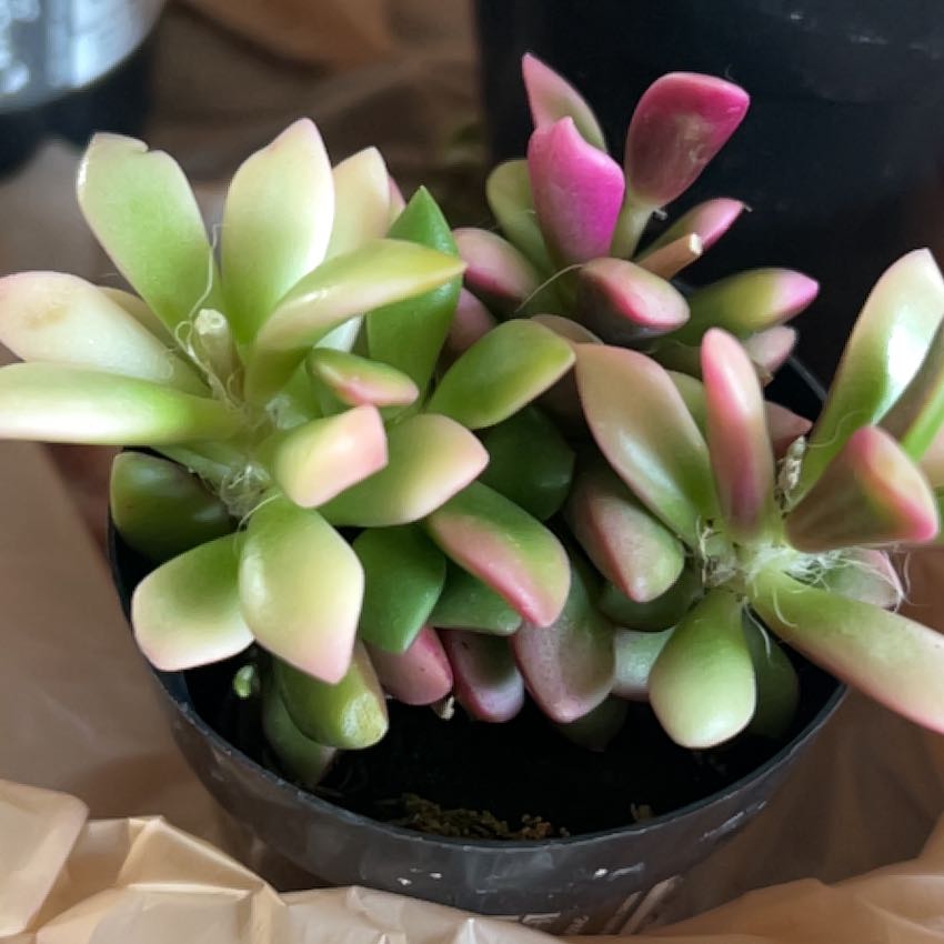 Anacampseros telephiastrum 'Variegata' succulent with green and pink variegated leaves.
