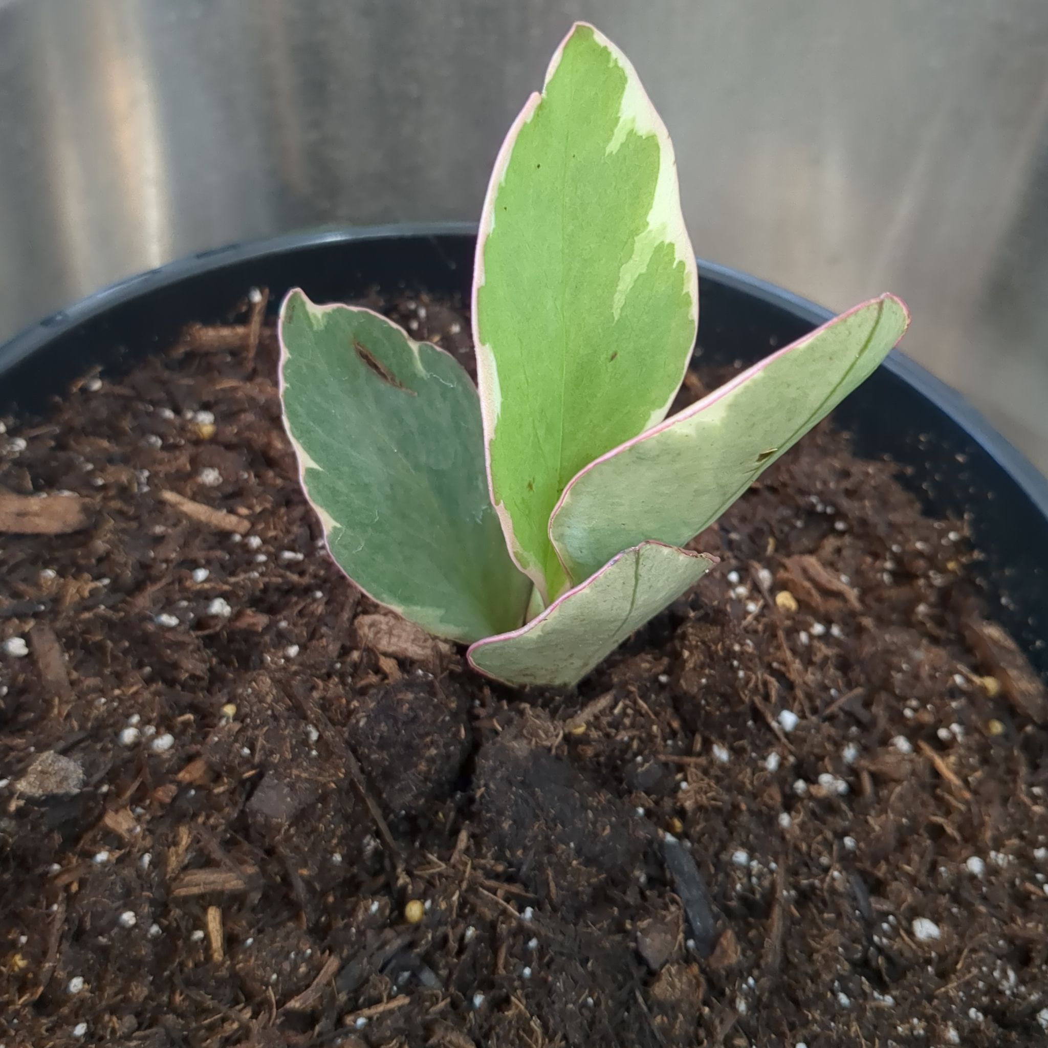 Peperomia Red Edge plant in a pot with visible soil, green leaves with red edges.