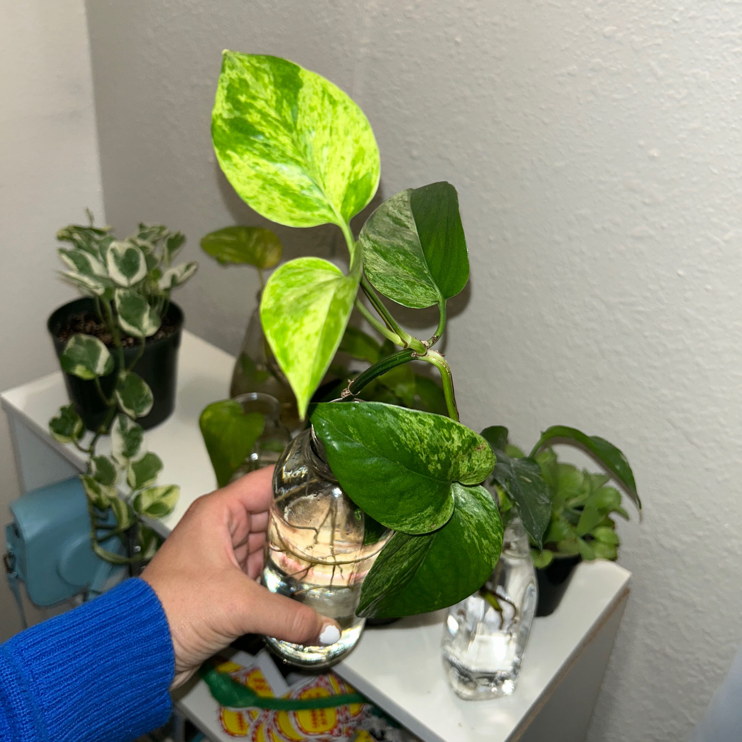 Jessenia Pothos plant with variegated leaves held in a glass container with water.