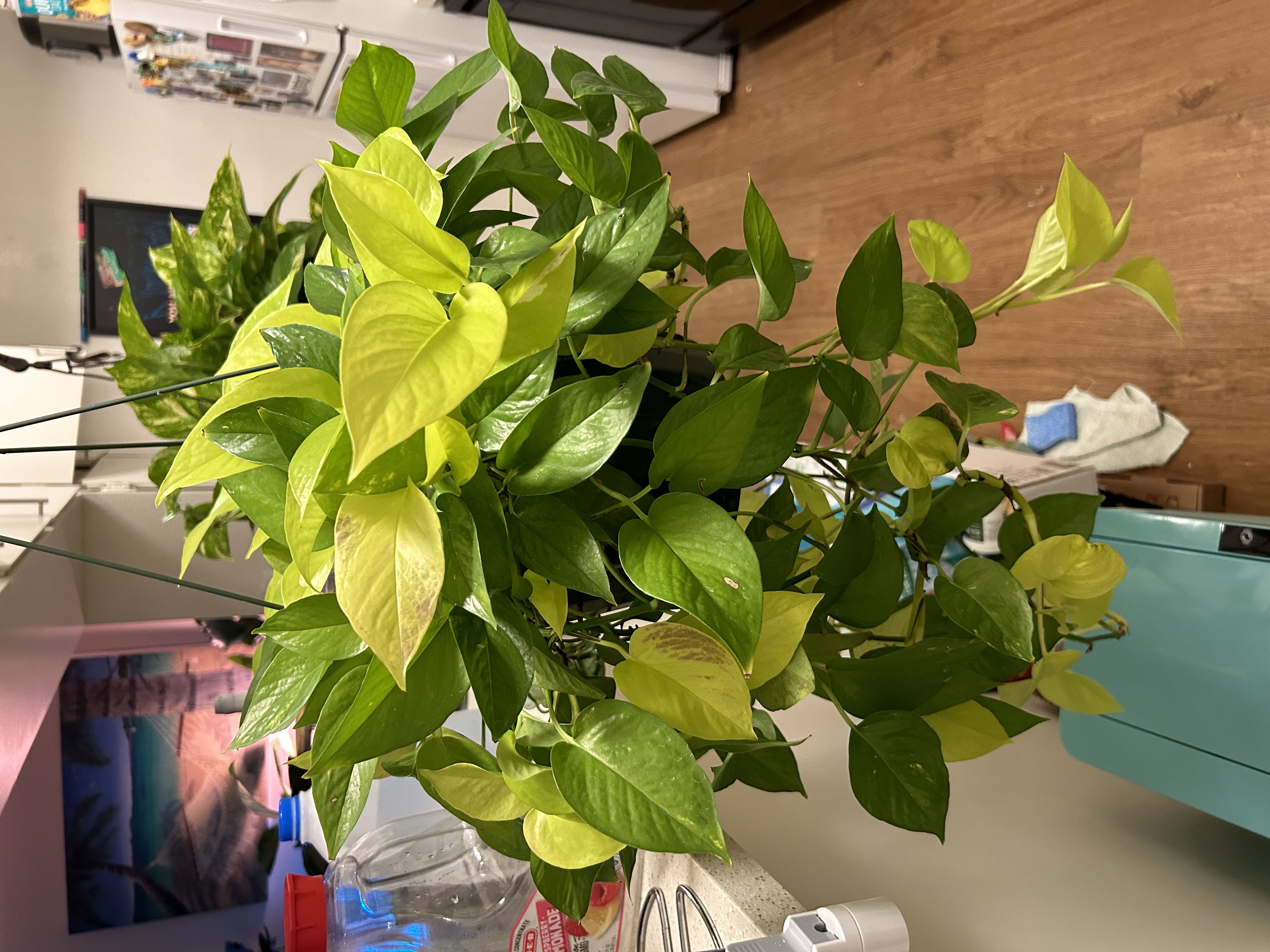 Photo from the post