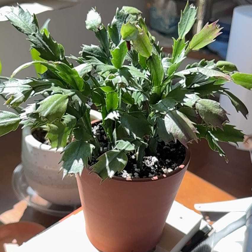Photo of the plant species Thanksgiving Cactus by @PetiteMingthing named Einstein on Greg, the plant care app