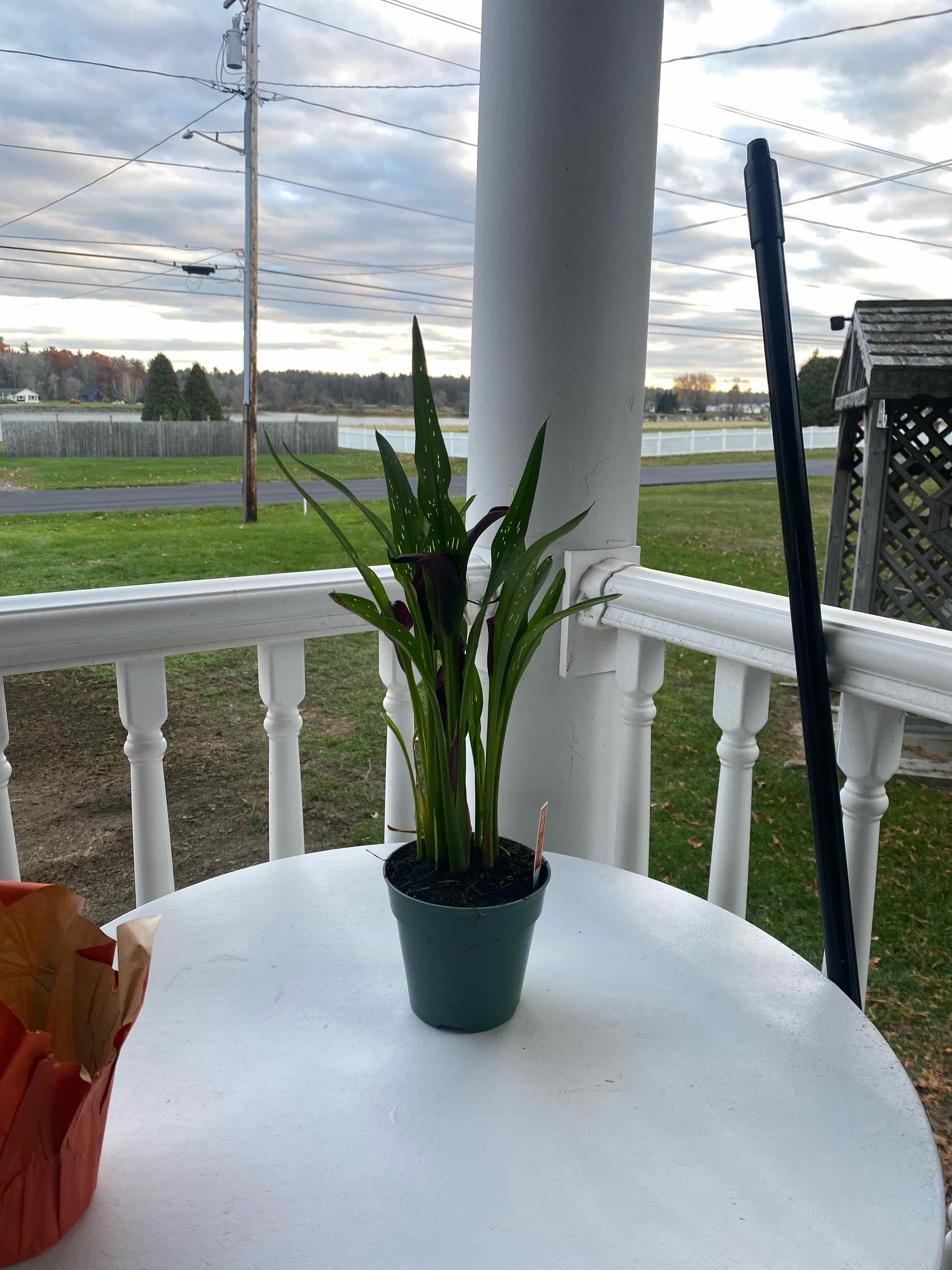 Best Soil Potting Mix for Pink Calla Lily