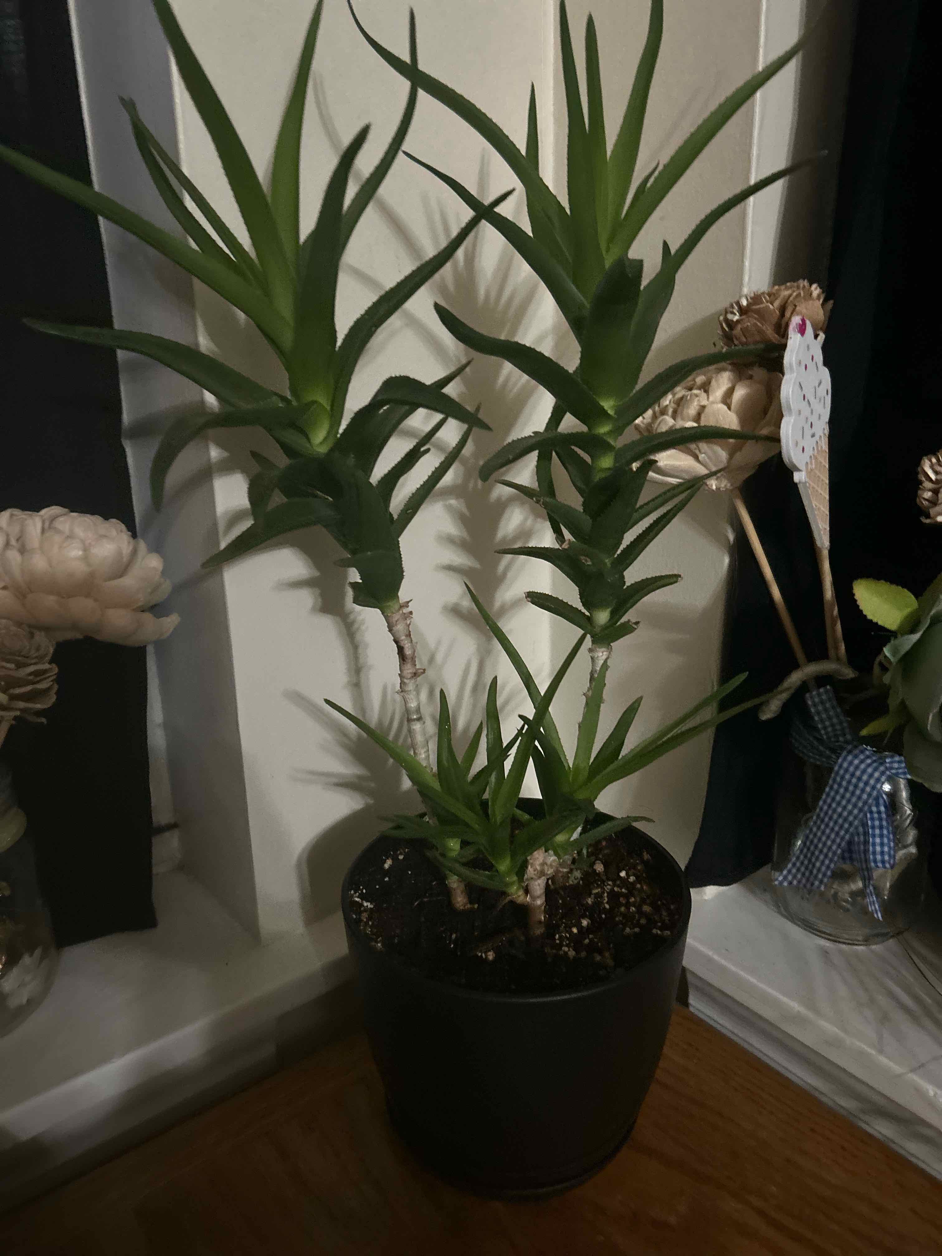Tree Diddy