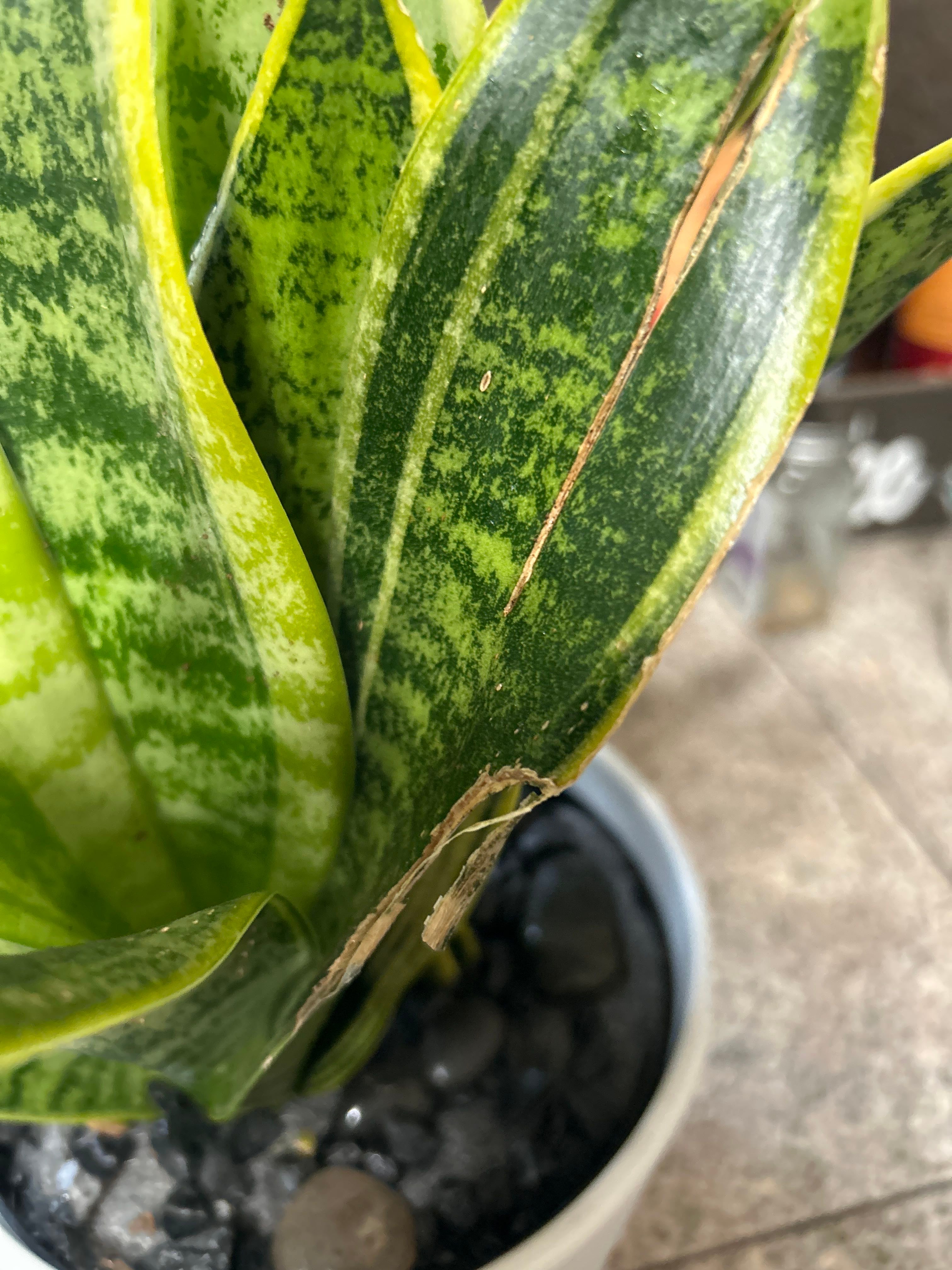 Why Are There Brown Spots on My Black Robusta Snake Plant? 🟤