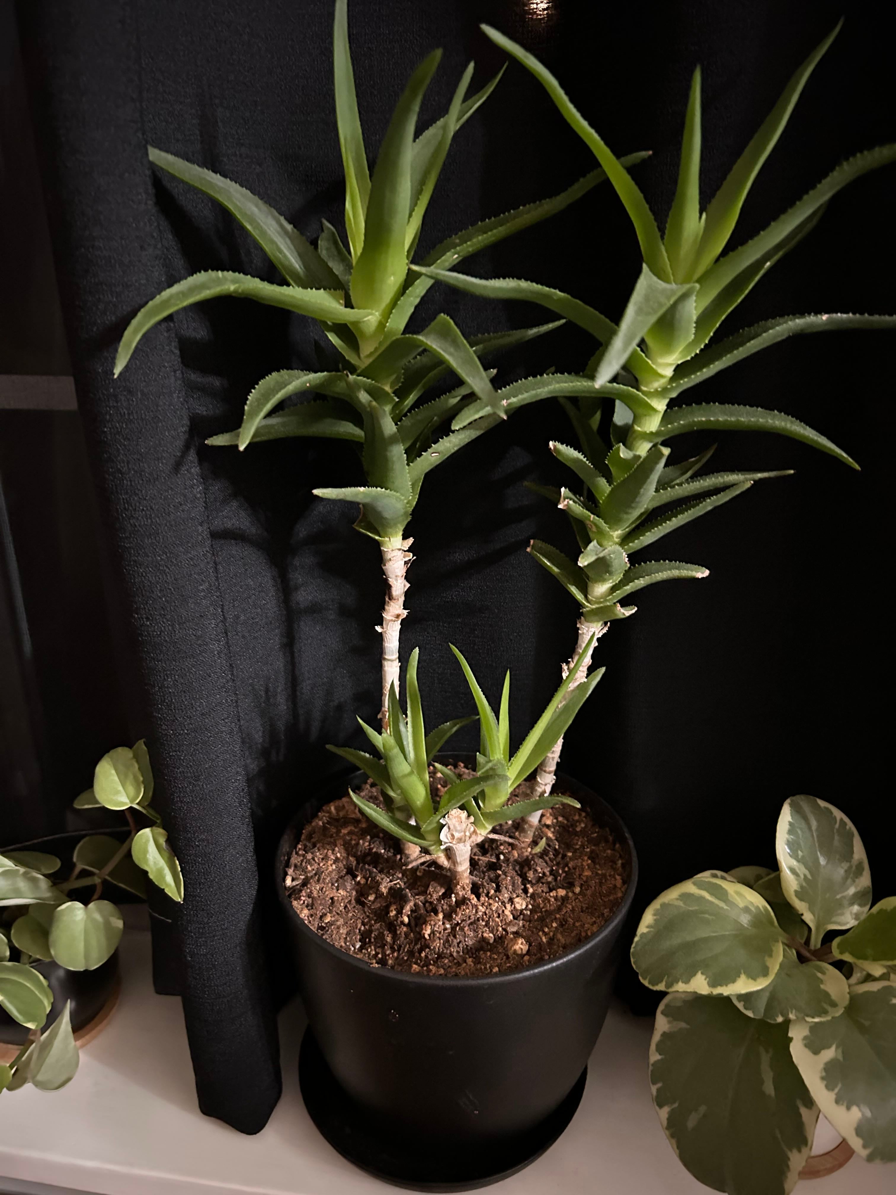 Haworth's Aloe Plant Care Water, Light, Nutrients Greg App 🌱