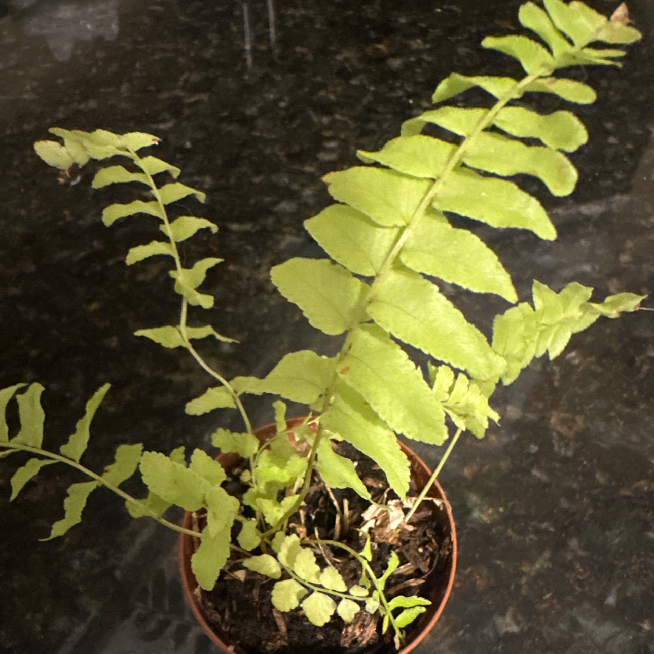 Photo of the plant species Golden Boston Fern by @TitanicRosea named Clooney on Greg, the plant care app