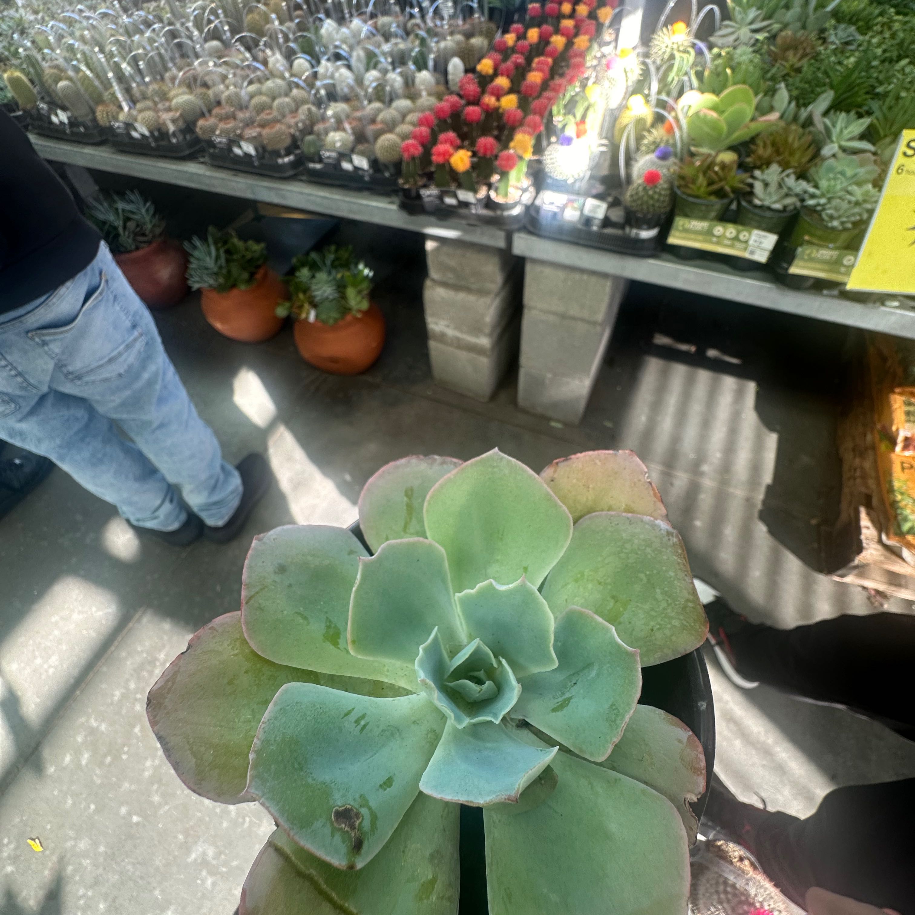 Echeveria &lsquo;Galaxia&rsquo; Plant Care: Water, Light, Nutrients | Greg App 🌱