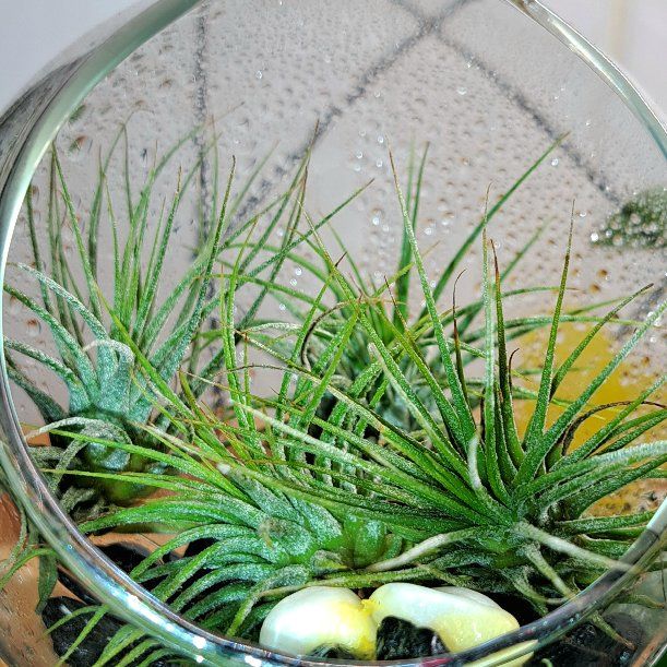 Photo of the plant species Ionantha Selecta by @GuiltfreeGalega named Stella on Greg, the plant care app
