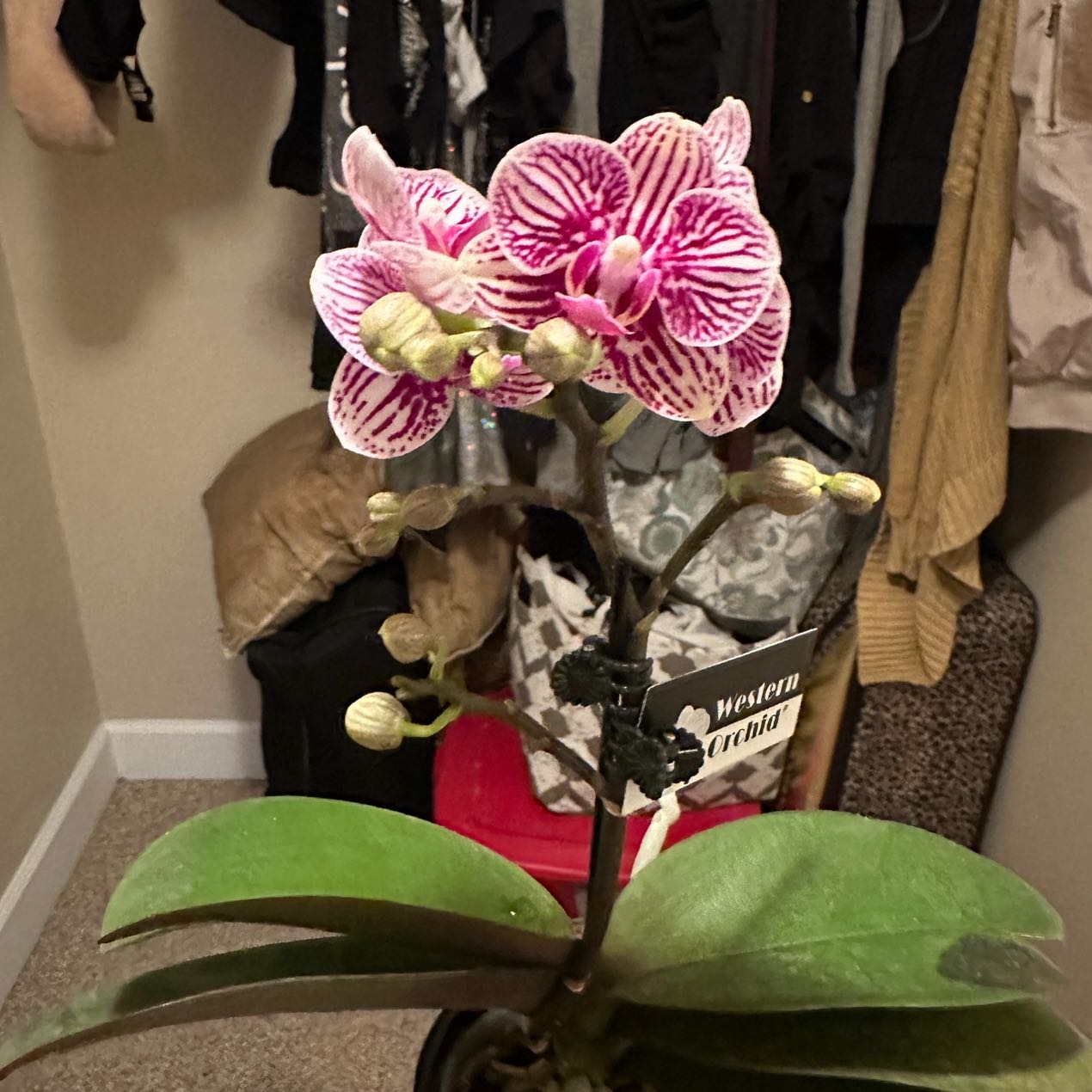 Photo of the plant species Western Orchid by @DashingNinebark named Girlfrond on Greg, the plant care app