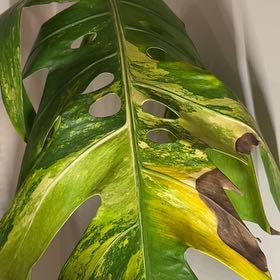 Photo of the plant species Monstera deliciosa x borsigiana 'Aurea' by @StrappingJade named Baesil on Greg, the plant care app