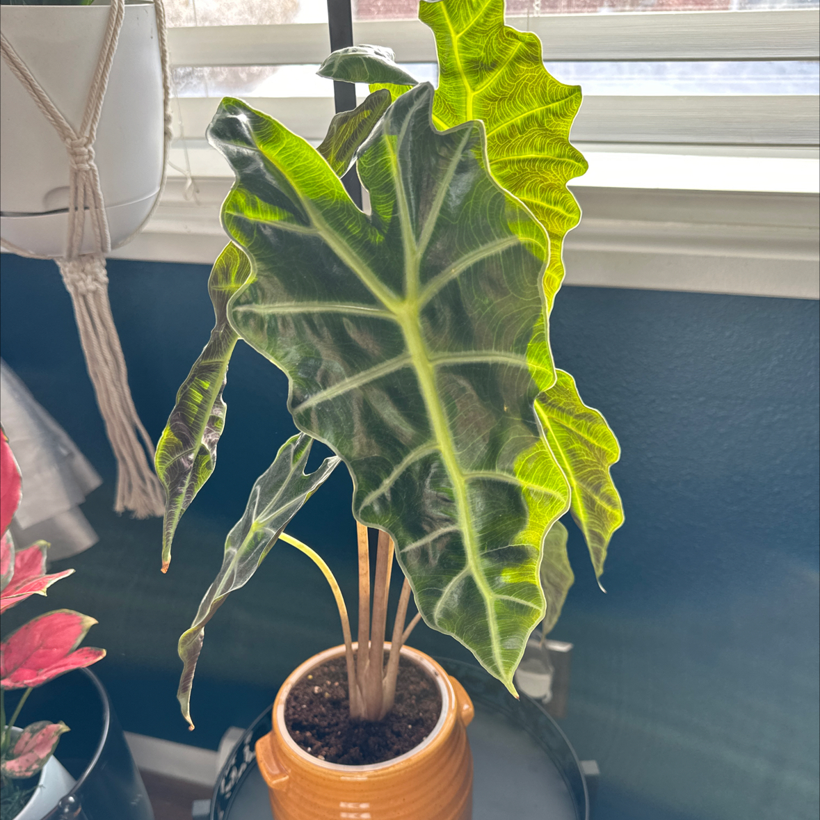 Plant care for Rhino Skin on Greg, the plant care app
