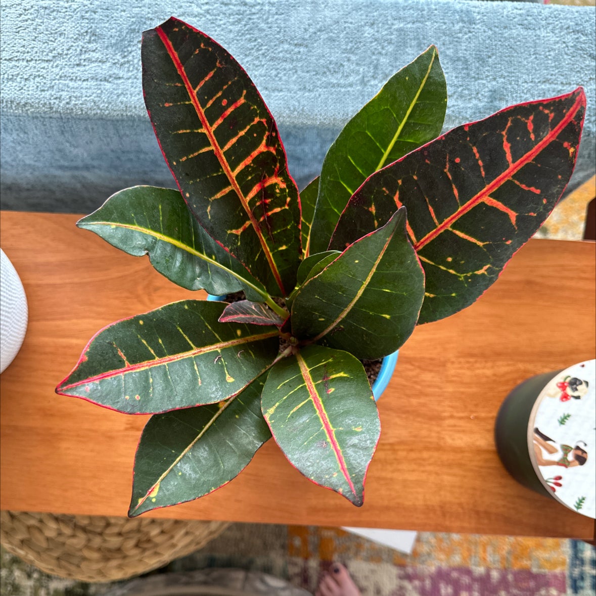 What Temperature Does My Croton 'Petra' Need?