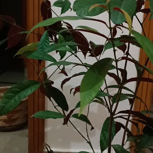 Photo of the plant species Chinese Croton by @KinglyVaccaria named Homer on Greg, the plant care app