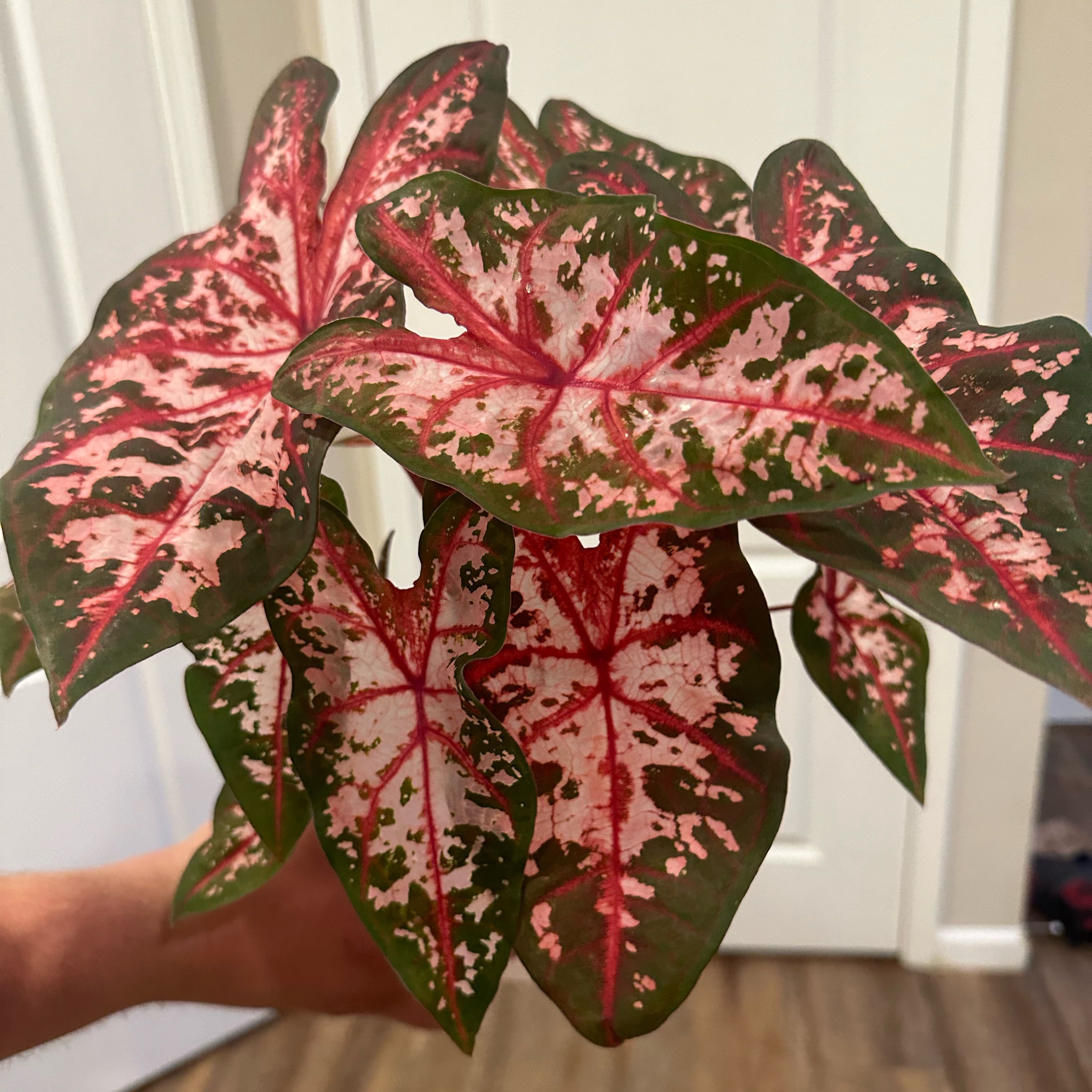 Photo of the plant species Elephant Ear Pink Beauty by @HeroTheprince named Saoirse on Greg, the plant care app